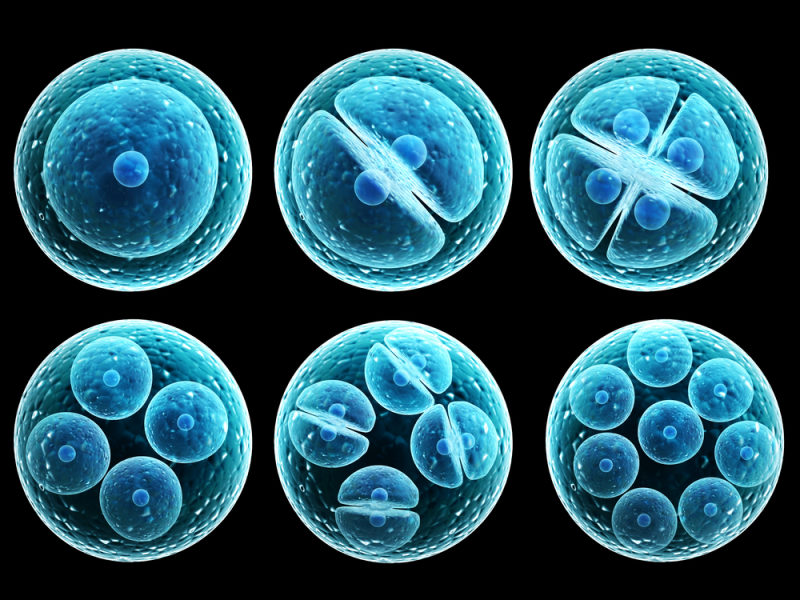 سلول های بنیادی جنینی چیست؟